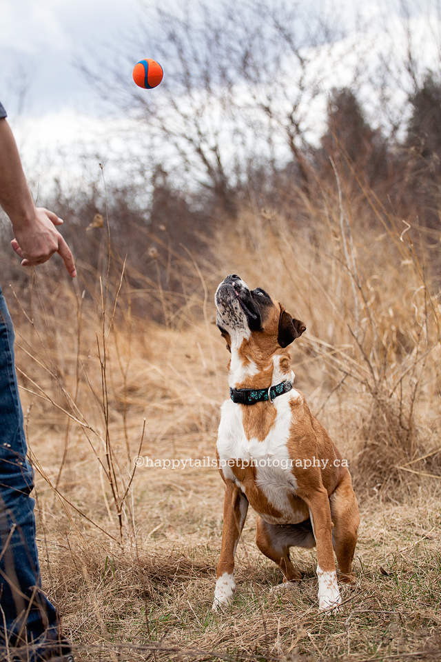 Boxer dog waits to catch ball in Kernscliff Park pet photography session.