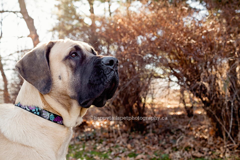 Pet portrait of Mastiff Dog in Oakville park.