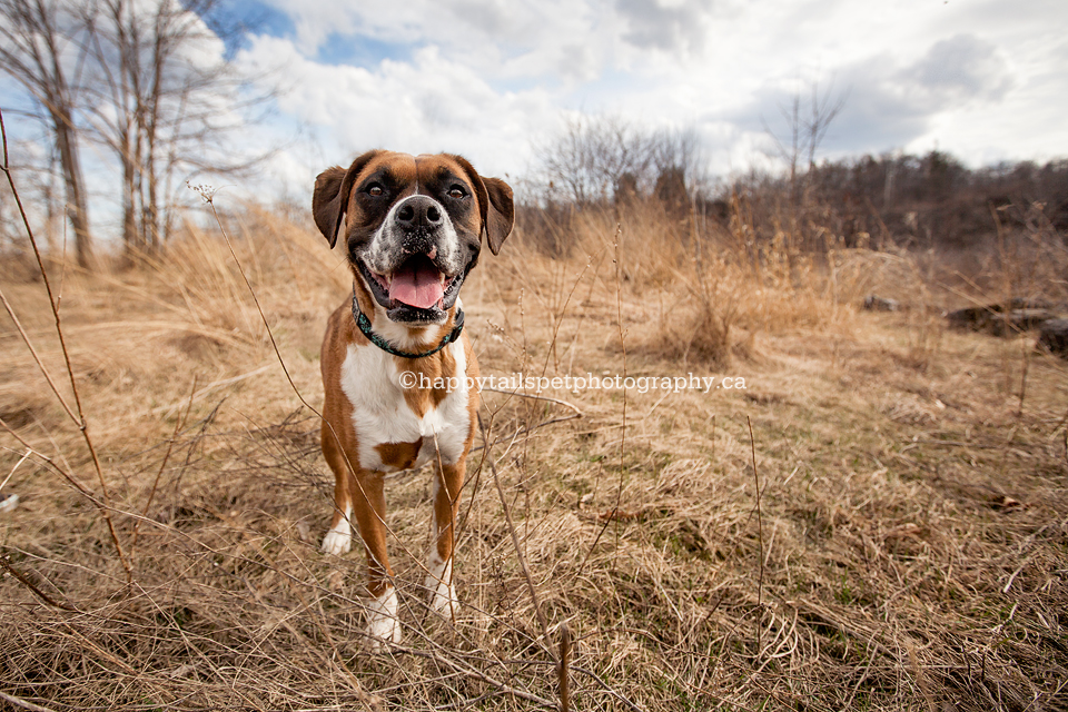Dog photography for terminally ill, sick or elderly pets in Ontario.