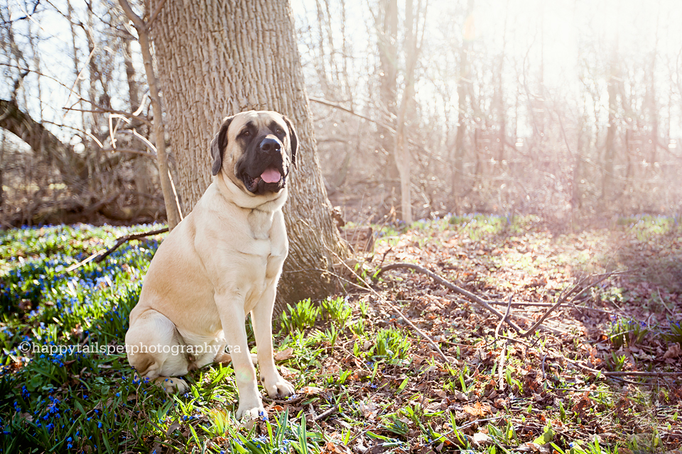 Pet photography of Mastiff dog in spring flowers.