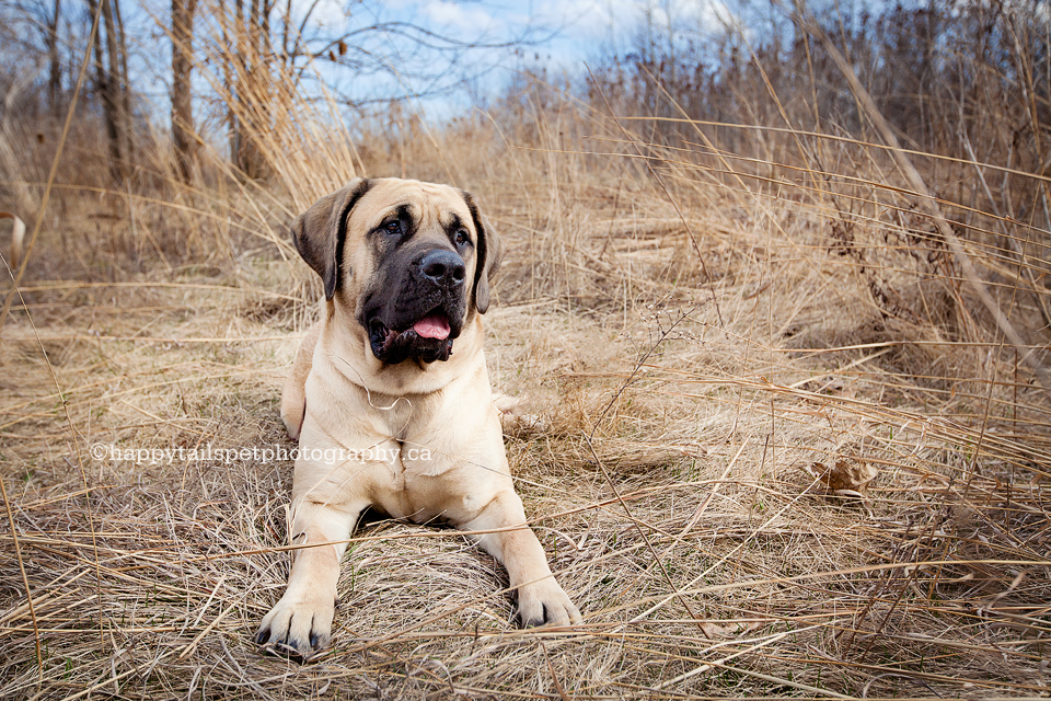 Pet portrait of mastiff dog in spring grasses of natural park in Burlington, Ontario.
