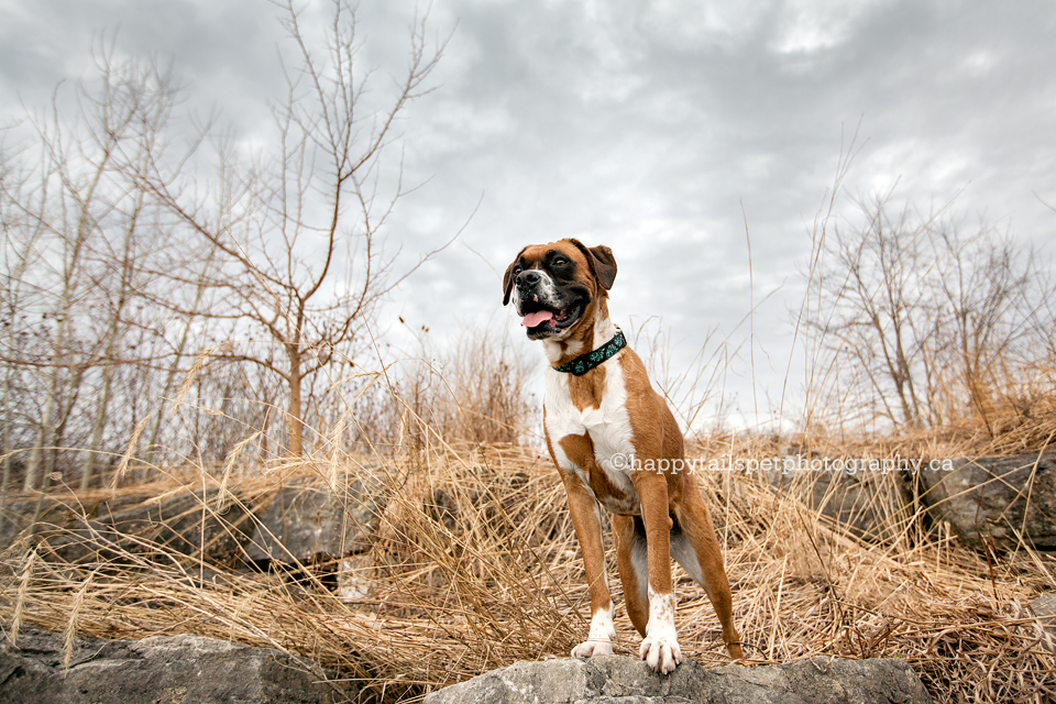 Boxer dog on rock with dramatic stormy sky by Happy Tails Pet Photography, best Ontario pet photographer.
