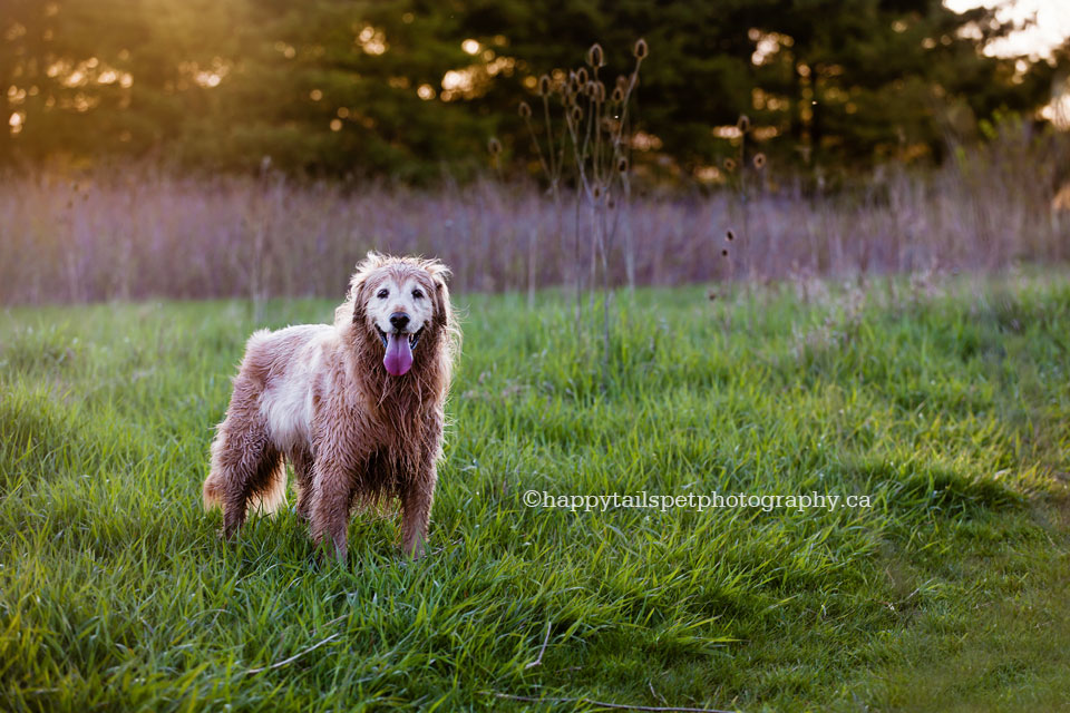 Pet photography of golden retriever dog in Ontario park by Happy Tails Pet Photography, Burlington.