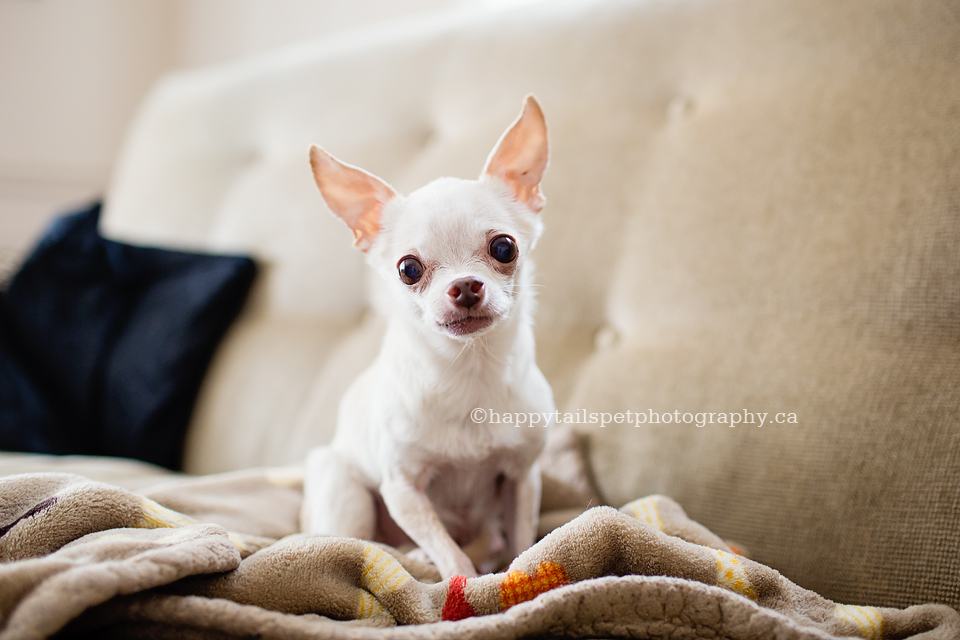 Oakville, Ontario dog photography for sick or senior dogs to remember your pet.