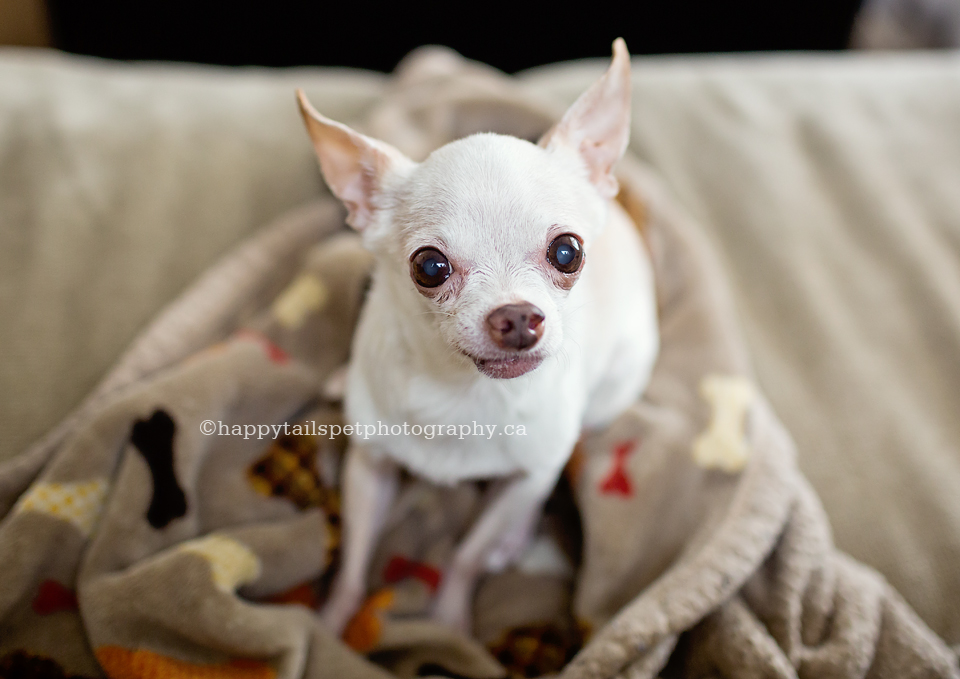 Commemorate your senior pet with candid dog portraits by GTA dog photographer Happy Tails Pet Photography.