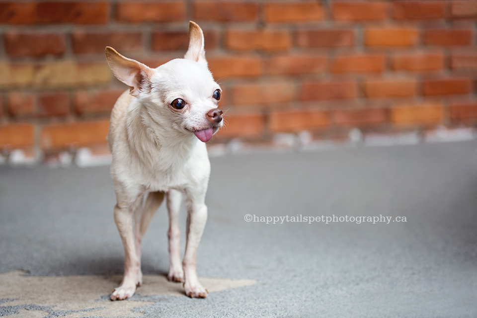 Outdoor dog photography of elderly chihuahua at Oakville home.
