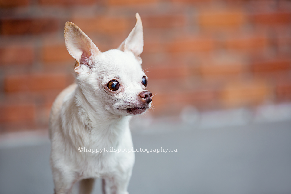 Dog photography of small chihuahua by Ontario pet photographer.