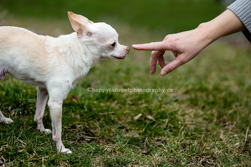 Human and animal bond, pet and owner story in Ontario dog photography..