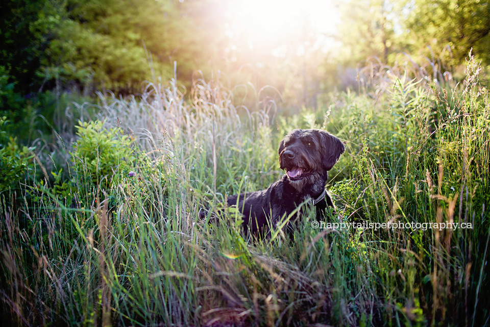 Toronto dog photographer specializing in beautiful, candid, expressive pet photos.