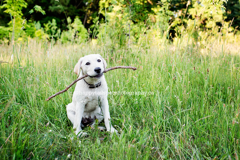 Puppy proudly holds a stick at Ontario dog photography session.