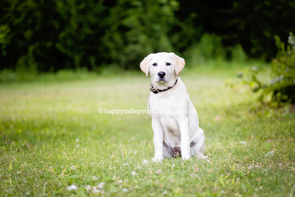 Candid and natural dog photography in scenic Ontario location.