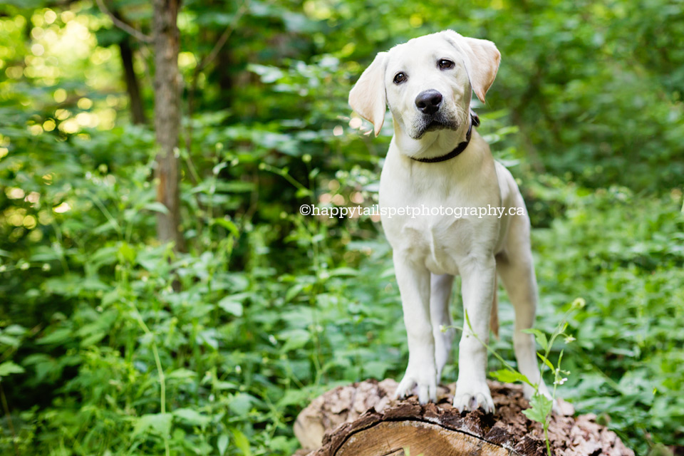 Yellow lab puppy stands on log for Burlington puppy photographer in Ontario park.