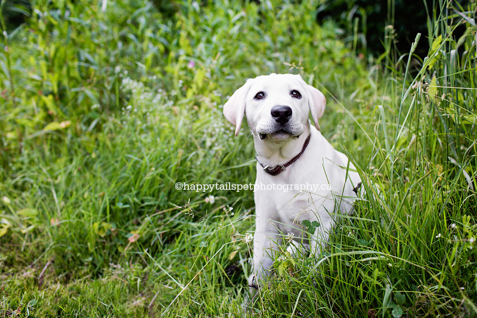 Puppy with cute expression poses for pet portraits in Lowville Park.