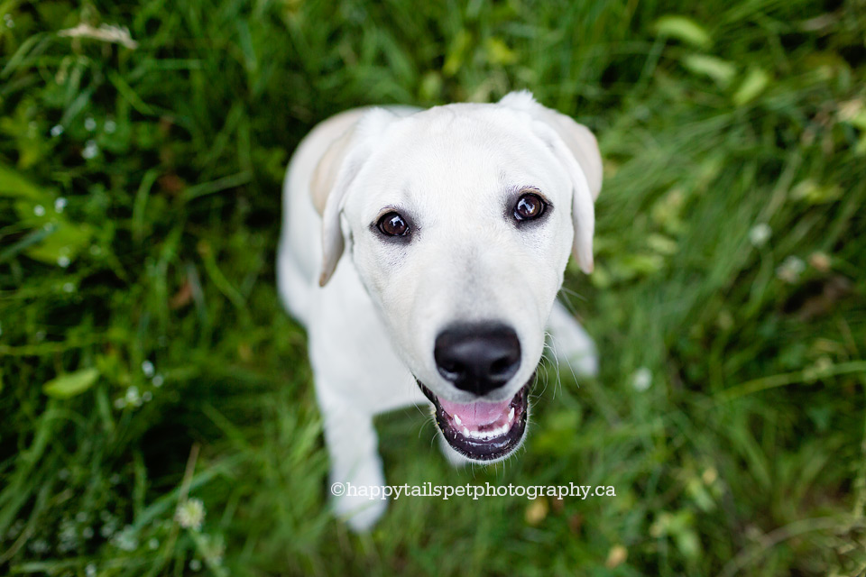 Puppy photography by Burlington dog photograper Happy Tails Pet Photography.
