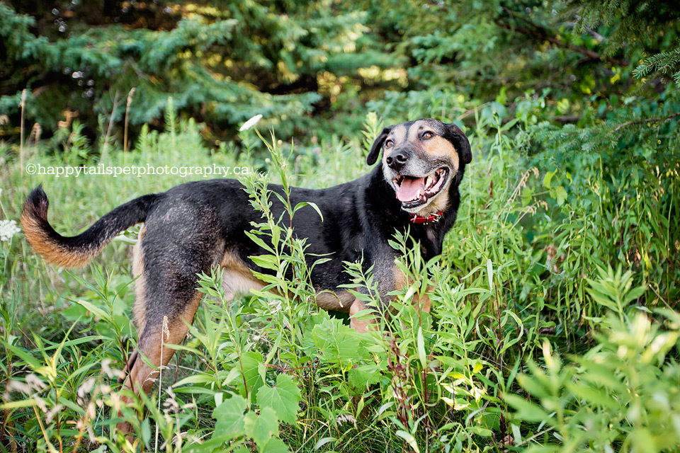 Happy mixed-breed dog enjoys playing outdoors for dog portraits in Bronte park.