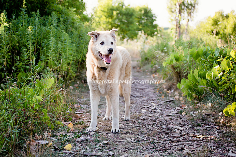 Photography for dying or old dogs in GTA and Ontario.