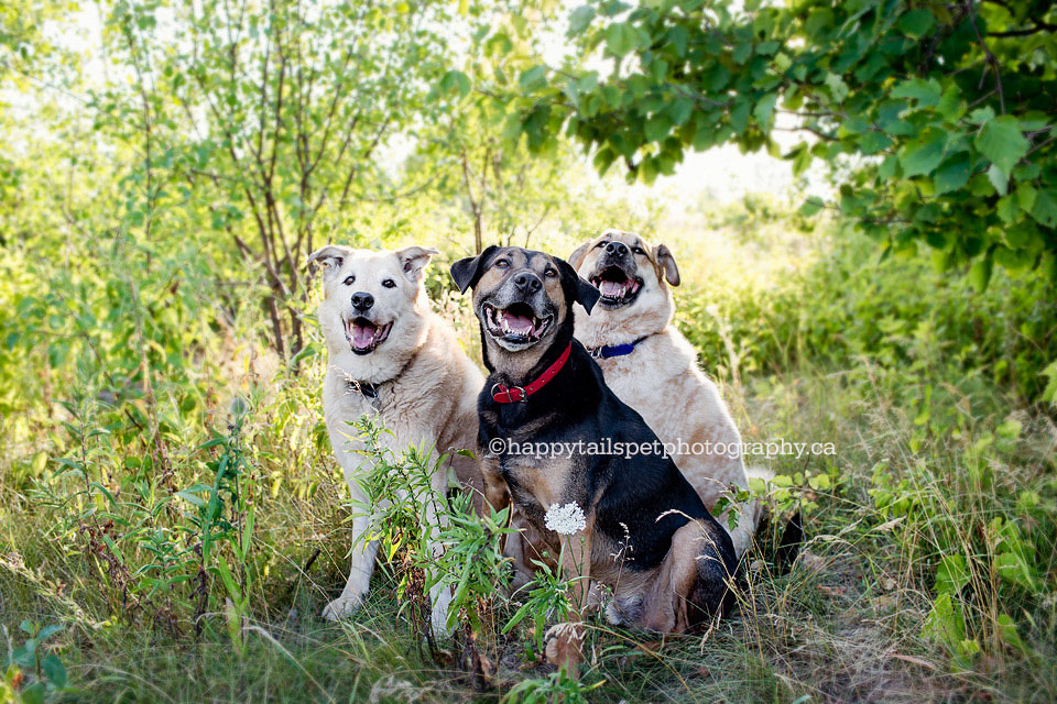 Three happy dogs in Burlington by modern Ontario pet photographer.