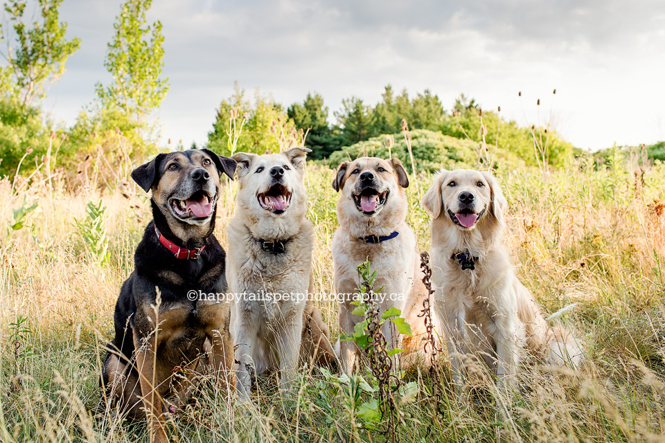 Four dog portrait session, pet photography Ontario.