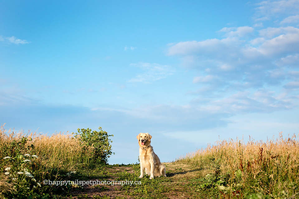 GTA pet photography with personality, natural and candid photos by Happy Tails Pet Photography.