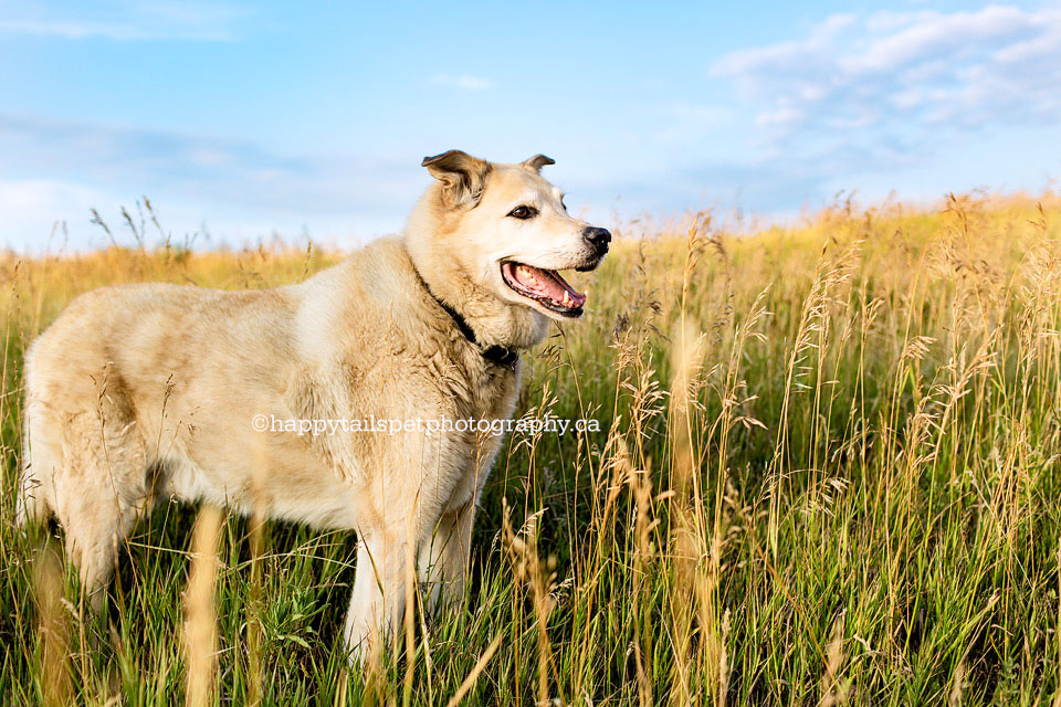 Old happy dog in tall grass with blue sky outside, remember your pet with Ontario dog photogaraphy.