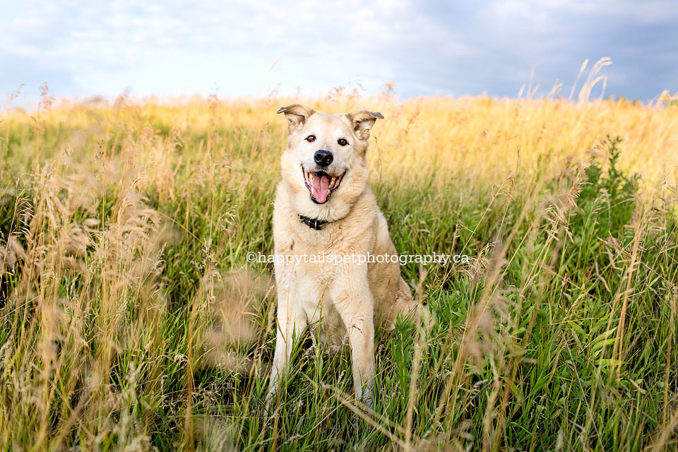 Remember pet with photography in Ontario.