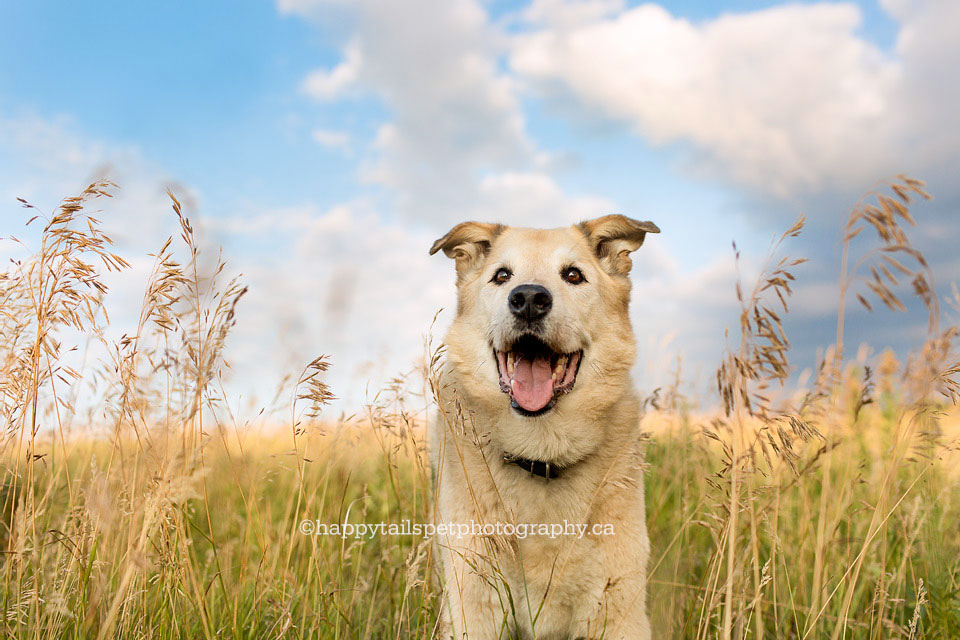 Dog photo, Burlington photographer.