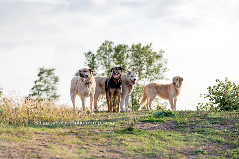 Bronte Park dogs on a hill looking in provincial park.