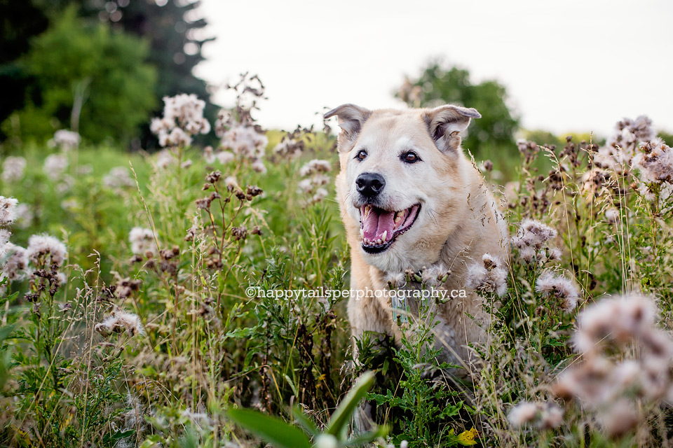 GTA dog photos, Toronto, Oakville, Burlington, Hamilton