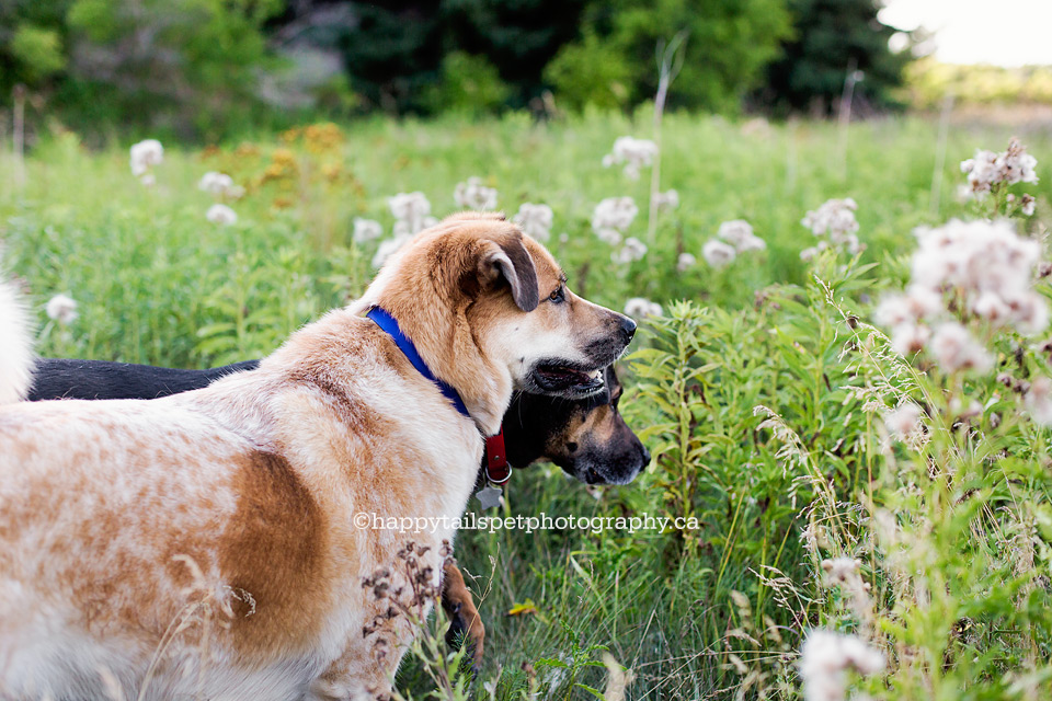 Two dogs explore open fields during dog photography session in Ontario park.