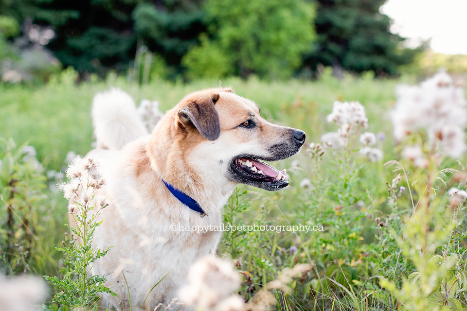 Candid outdoor pet photography for dogs and cats in southern Ontario and Halton Region.