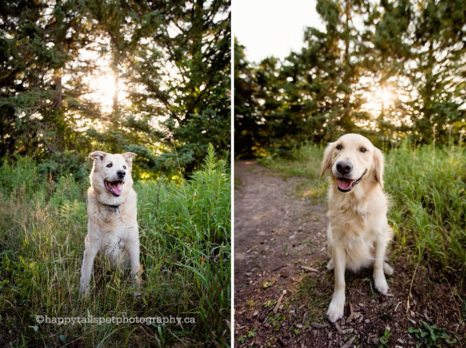 Happy, bright, natural light Ontario dog photographer.