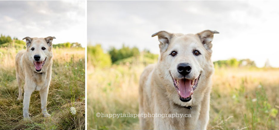 Modern, lifestyle, on-location pet photography, capturing the spirit of your pet.