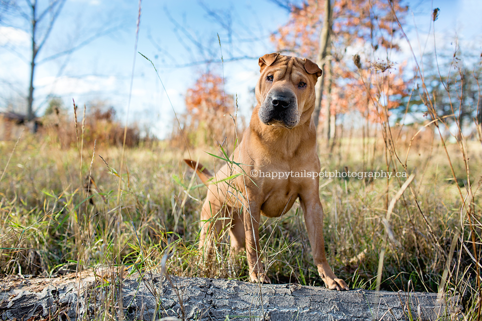 Pets stay on leash during dog photography sessions for safety by Happy Tails Pet Photography