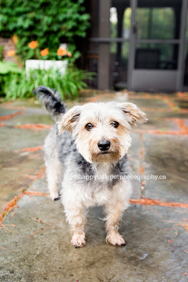 Natural outdoor pet portrait of Morkie dog by Oakville, Ontario pet photographer.