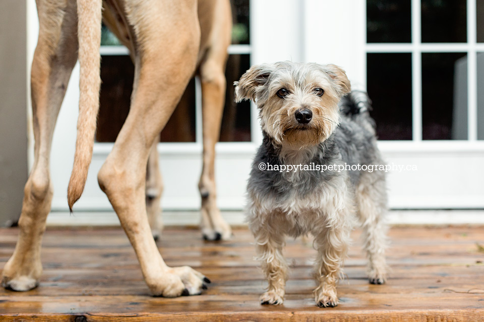 Creative pet photography of a small dog stands next to the legs of a big dog showing size perspective in GTA.