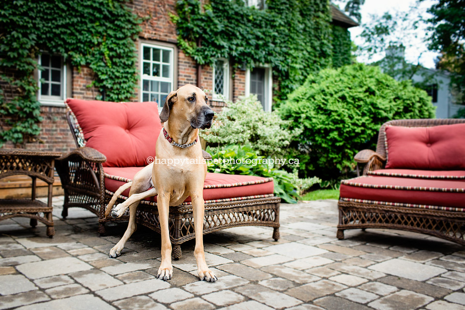 Hugh and Bunny, dogs