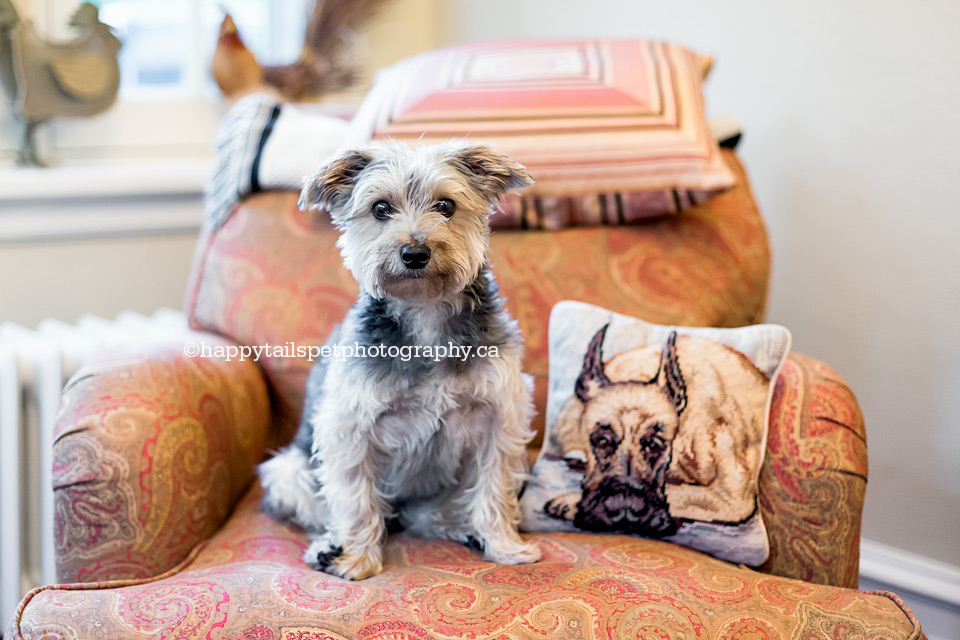 Modern and contemporary Oakville dog photography by Happy Tails Pet Photography.