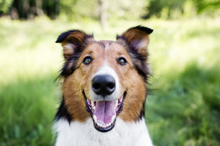 Happy Dog Photography - PetsWall