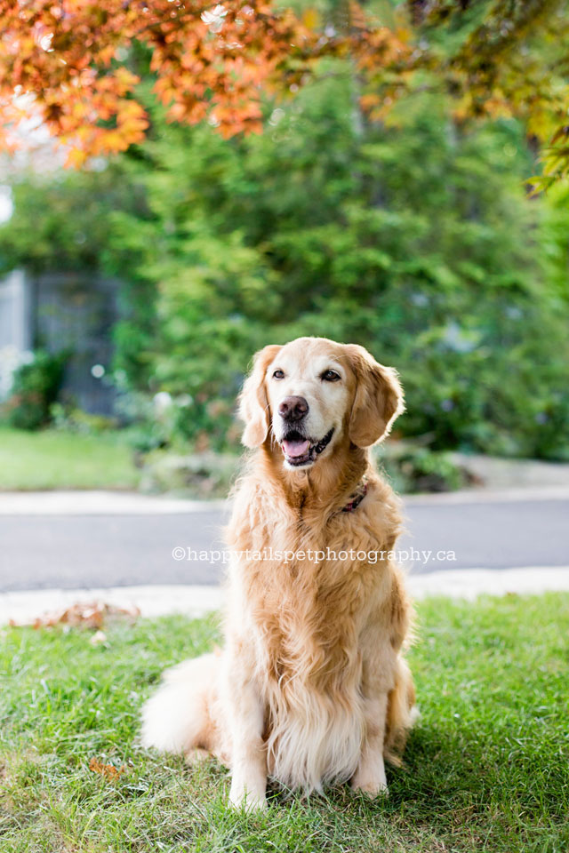 Dog photography of golden retriever with cancer by Oakville pet photographer.