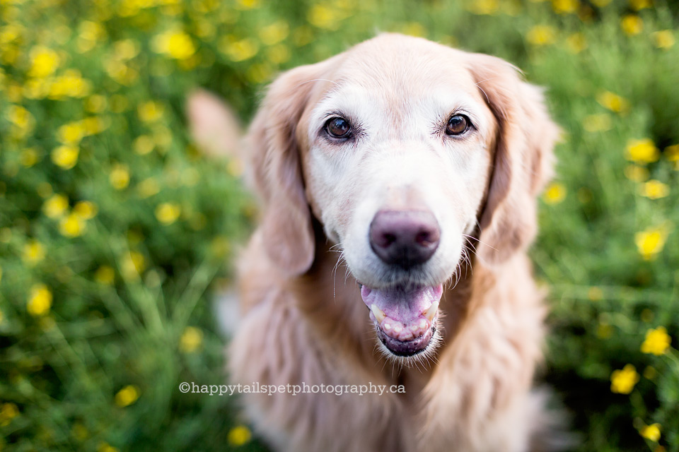 Pet photos by Oakville dog photographer.