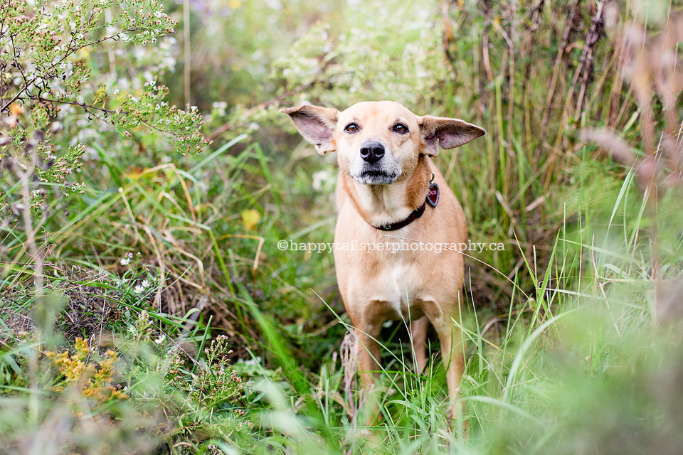 Dog photography with personality in southwestern Ontario