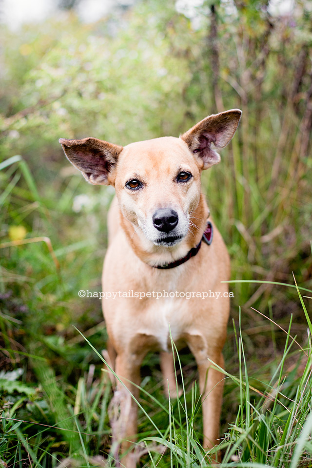 A former street dog in Mexico enjoys her new life in Burlington, Ontario.