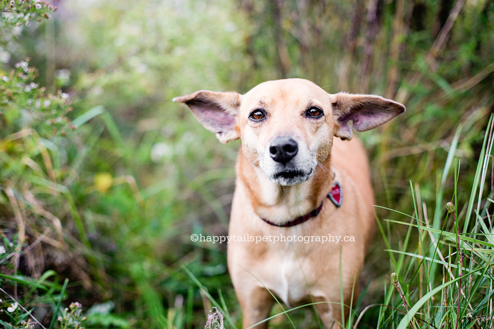 Dog photography in Bronte Creek Provincial Park in Burlington, Ontario.