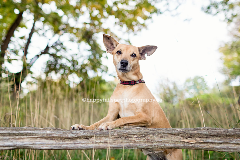 Ontario dog photographer captures the authenticity of pets for the people who love them.