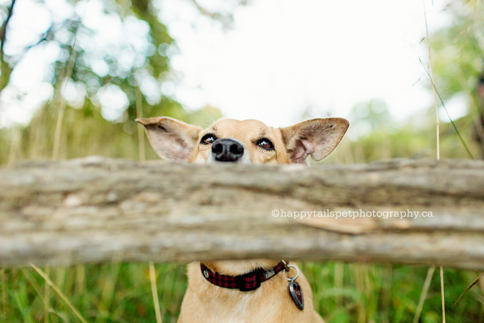 Small dog looks over fence in funny dog photo.