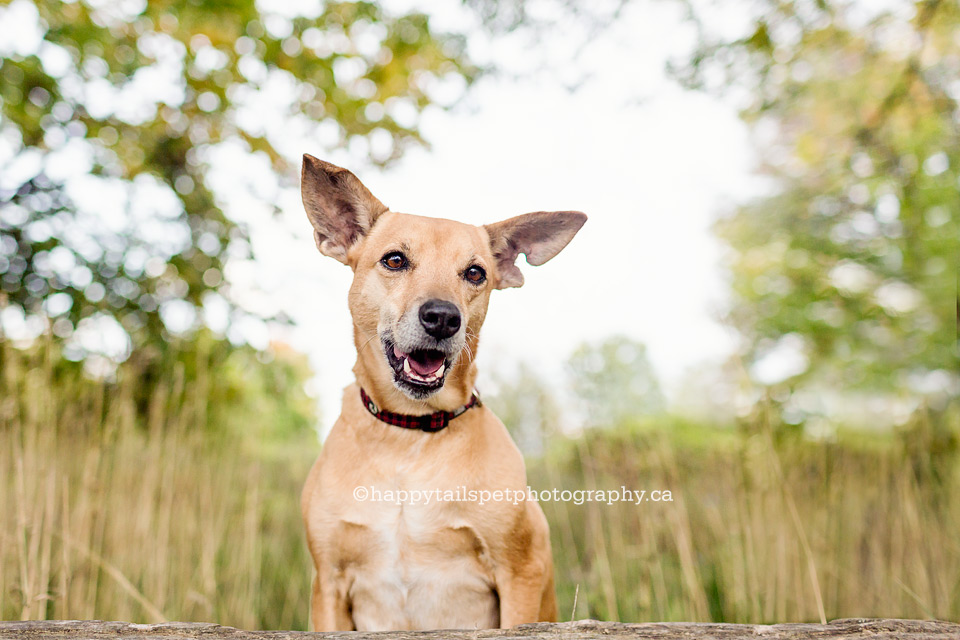 Happy Tails Pet Photography provides custom pet photography with personality for clients in Burlington, Oakville, Milton, Hamilton and the GTA.