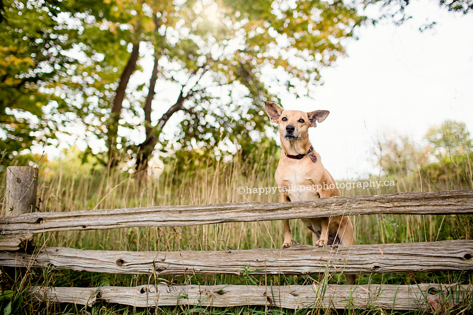 Ontario dog photographer takes dog photos in Bronte Creek Park