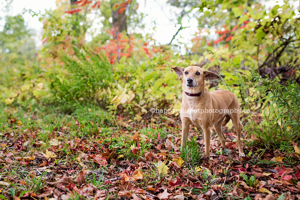 A cute dog in the colourful fall leaves in Burlington provincial park.