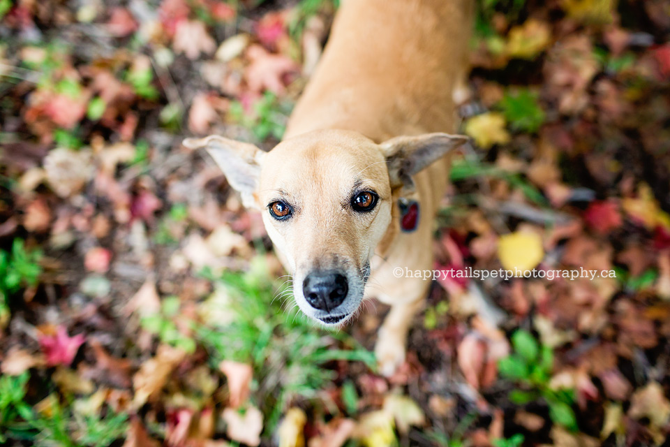 Dog photography in Halton and the GTA.