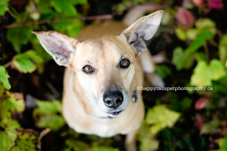 Dog portrait of a mixed-breed Mexican rescue dog in the fall leaves in Ontario.